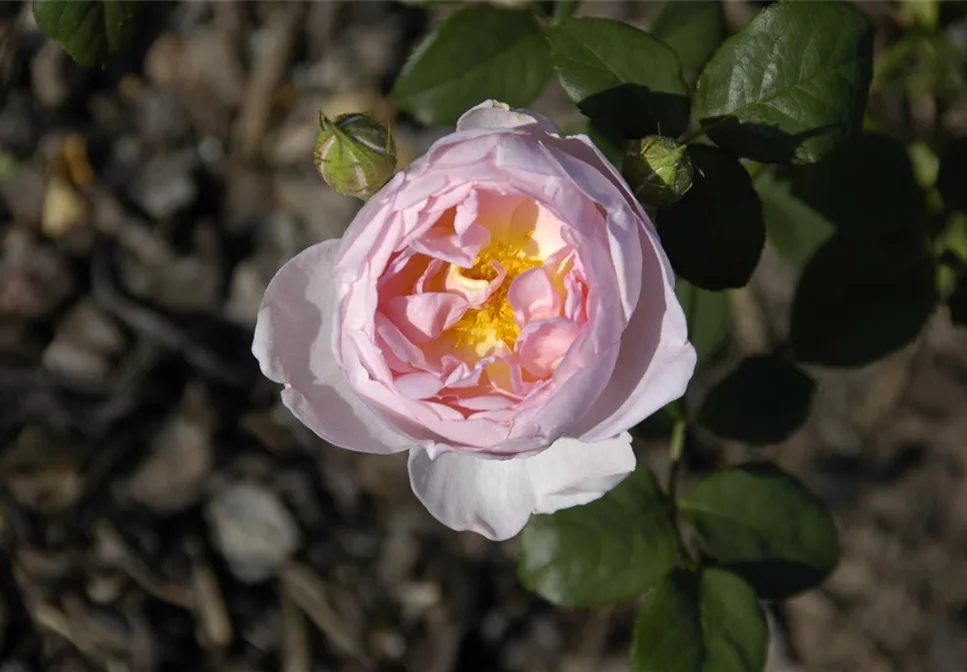 WIE GEHT... ROSEN üBERWINTERN?