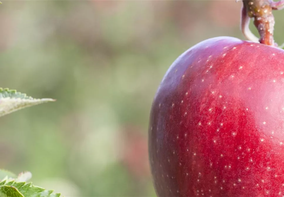 Obstbäume schneiden