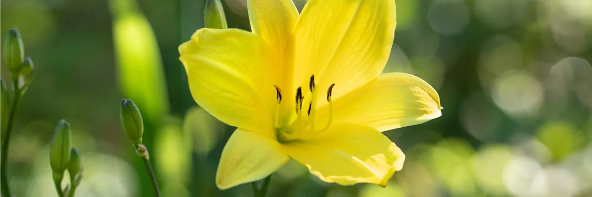 Hemerocallis, gelb