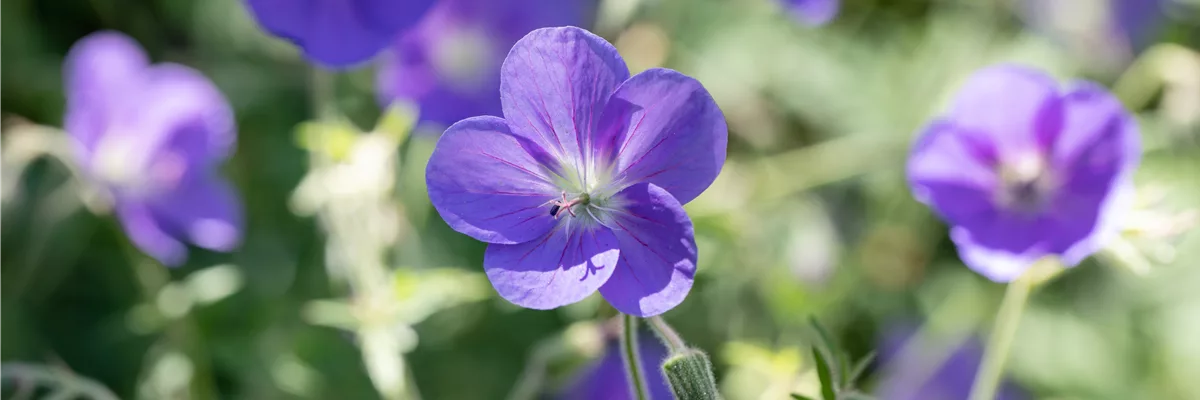 Geranium pratense