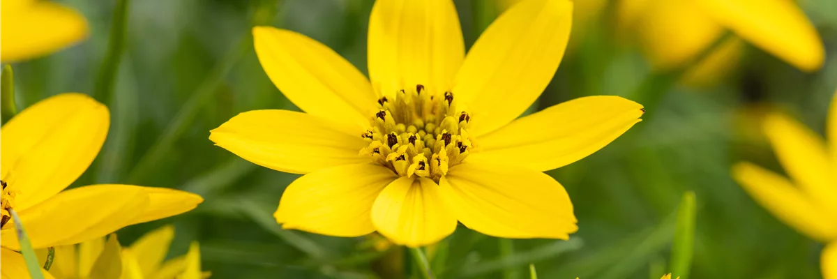 Coreopsis verticillata