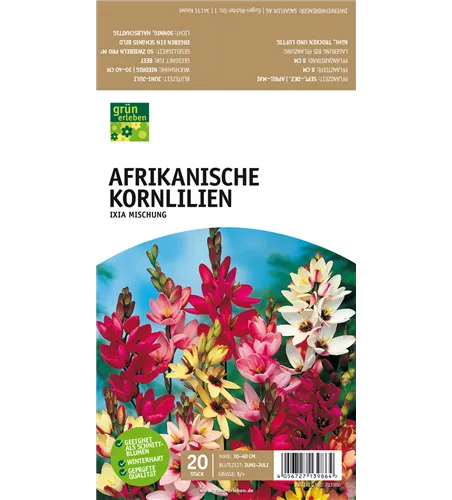 Afrikanische Kornlilie