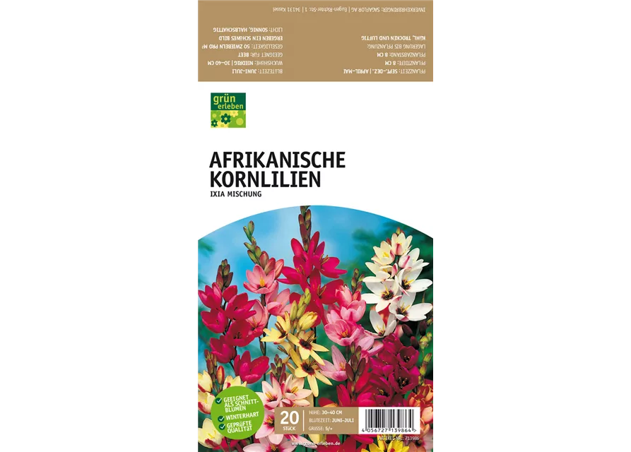 Afrikanische Kornlilie