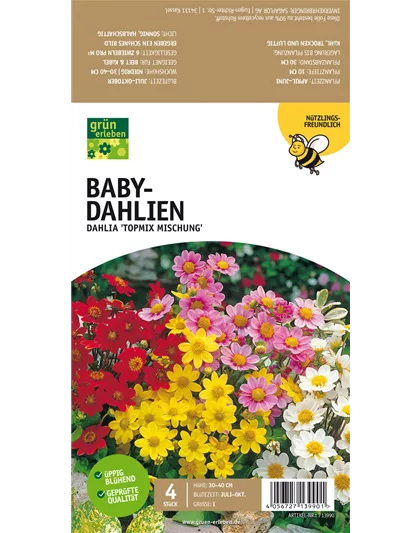 Bienenfreundliche Baby-Dahlien