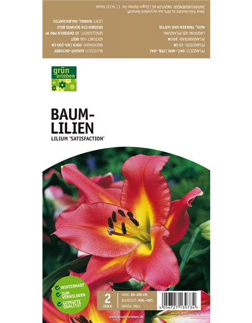 Baum-Lilien