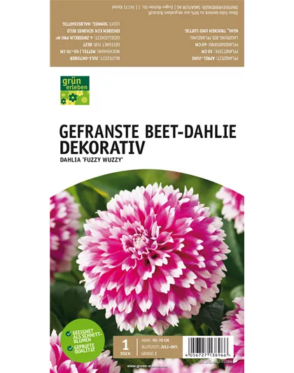 Beet-Dahlie Gefranst