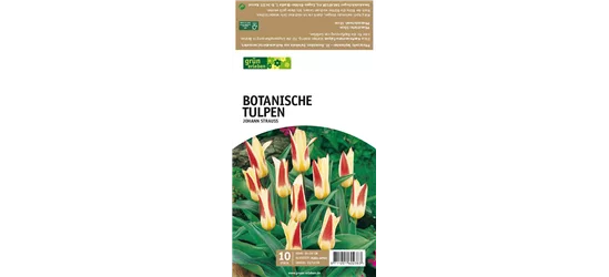 Botanische Kaufmanniana Tulpen