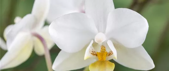 ORCHIDEEN - DIE KöNIGIN DER ZIMMERPFLANZEN