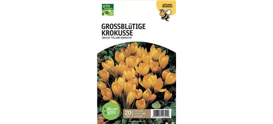 Großblüt. Krokusse