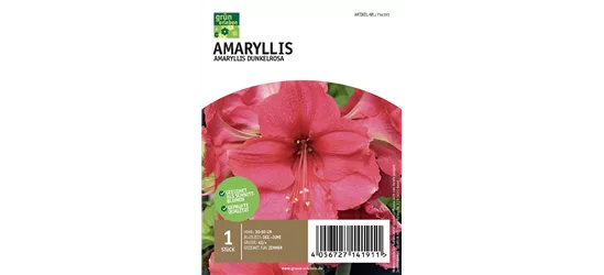 Amaryllis Dunkel 