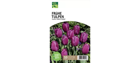 Einfache frühe Tulpen