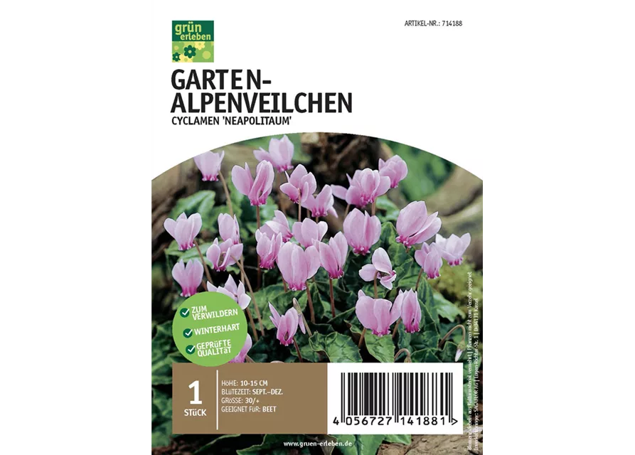 Garten-Alpenveilchen