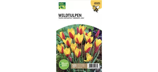 Botan. Wildtulpen