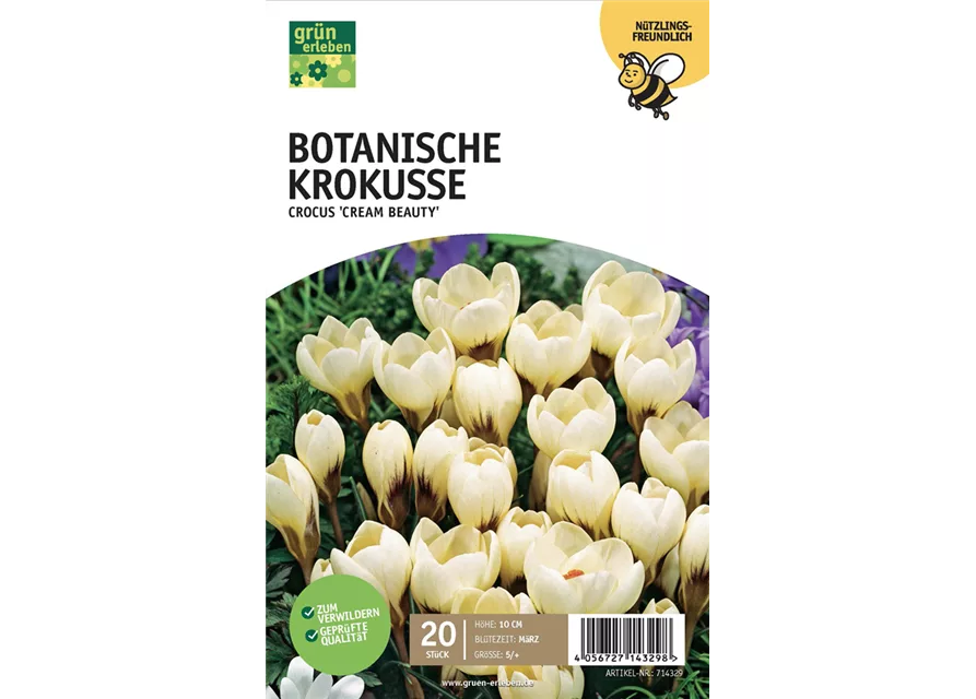 Botanische Krokusse