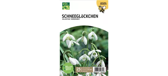 Schneeglöckchen 