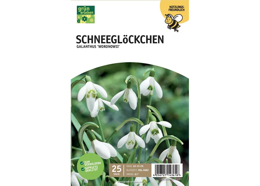 Schneeglöckchen 