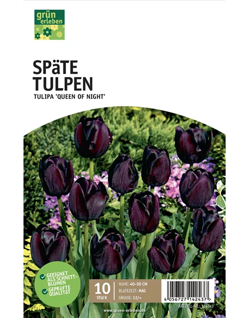 Späte Tulpen