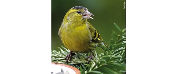 TIPPS ZUR WINTERVOGELFüTTERUNG!